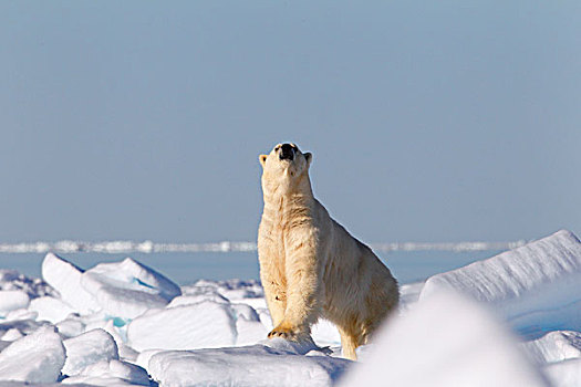 北极熊,北极圈,冰,巴芬湾,北方,巴芬岛,加拿大