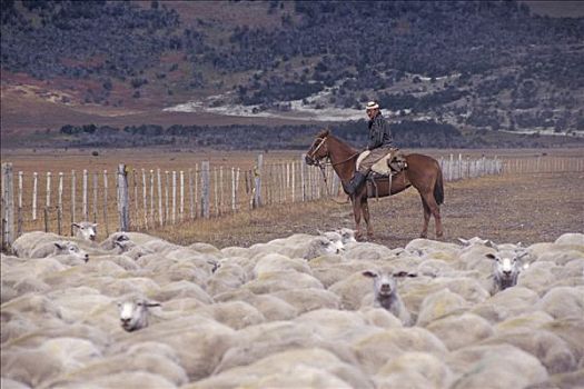 高卓人,牧羊人,骑马,智利