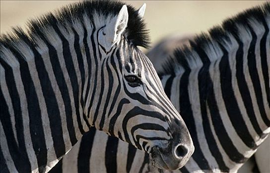 埃托沙国家公园,纳米比亚,马,斑马