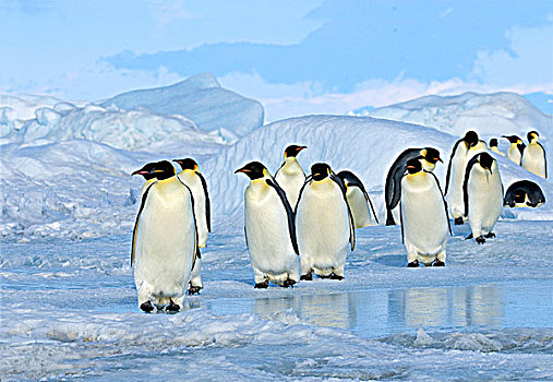 成年,帝企鹅,生物群,觅食,旅游,海上,雪丘岛,南极半岛