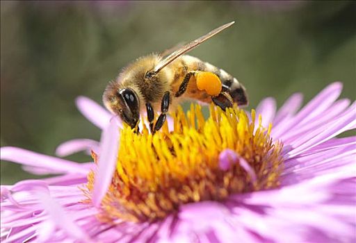 欧洲,蜜蜂,西部,意大利蜂,花粉,腿,坐,紫苑属,喝,花蜜