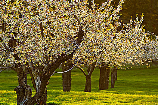 樱桃树,花,靠近,蒙大拿,美国