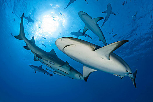 加勒比礁鲨,深海,巴哈马浅滩,巴哈马,中美洲