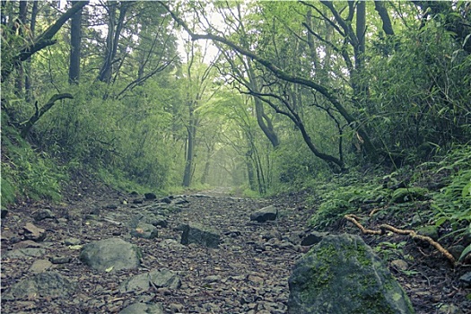 老,东海道,道路,箱根