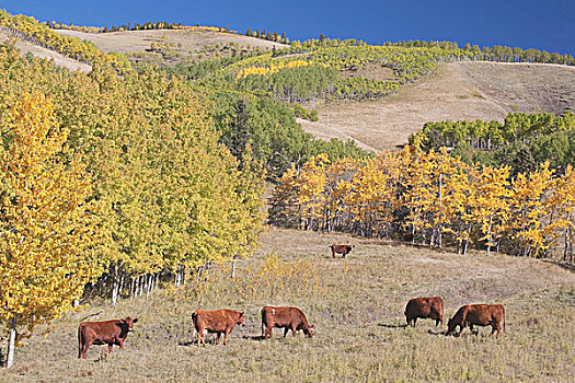 牛,放牧,秋色,艾伯塔省,加拿大