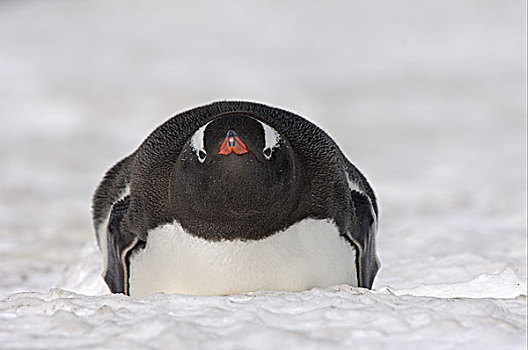 巴布亚企鹅,企鹅,成年,休息,雪,南乔治亚,大西洋