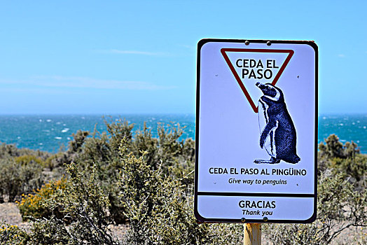企鹅,阿根廷,南美