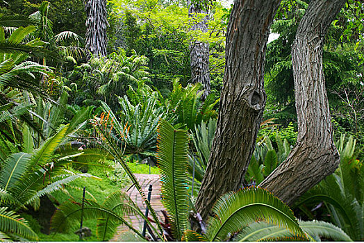 植被,洛杉矶国家植物园,植物园,阿卡迪亚,加利福尼亚,美国