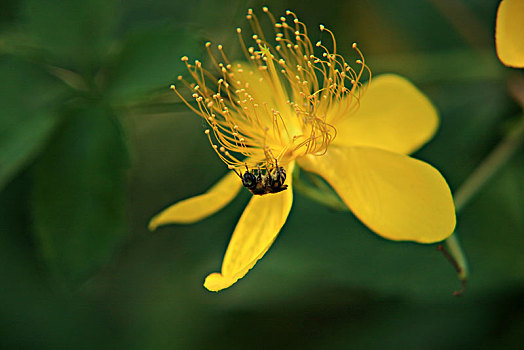 栀子花,蜜蜂,栀子