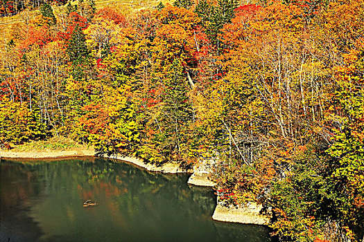 山,国家公园,秋叶,北海道