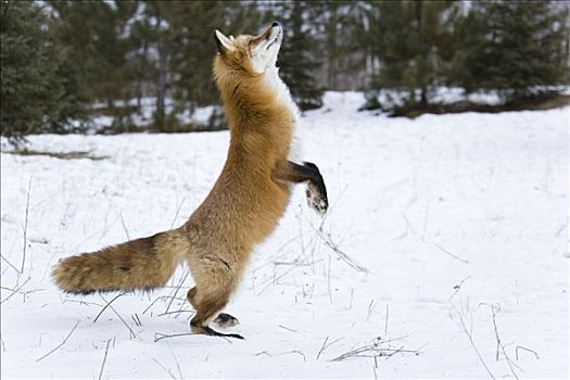 红狐,后腿站立,明尼苏达,美国