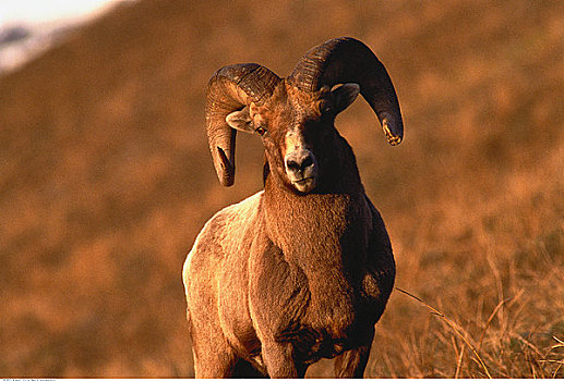 肖像,大角羊,落基山脉,艾伯塔省,加拿大