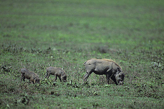 坦桑尼亚,塞伦盖蒂,疣猪,幼兽