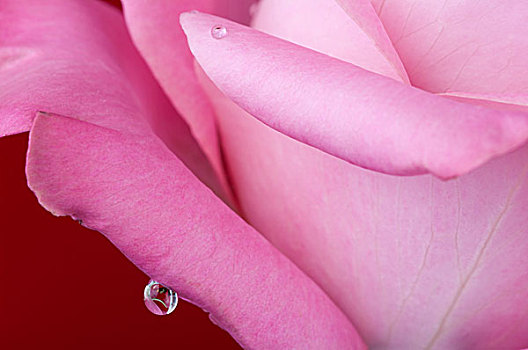 粉红玫瑰,水滴