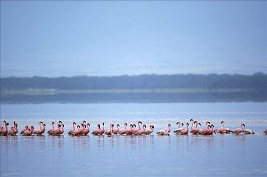 火烈鸟,纳库鲁湖,肯尼亚,非洲
