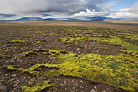苔藓,山,冰岛