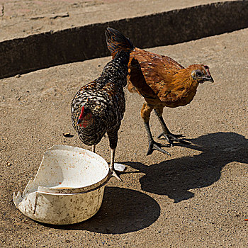 两个,母鸡,街上,清莱,泰国