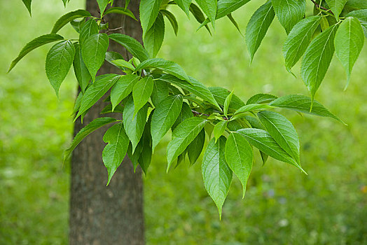 橡胶树,叶子,华中,图林根州,德国,欧洲