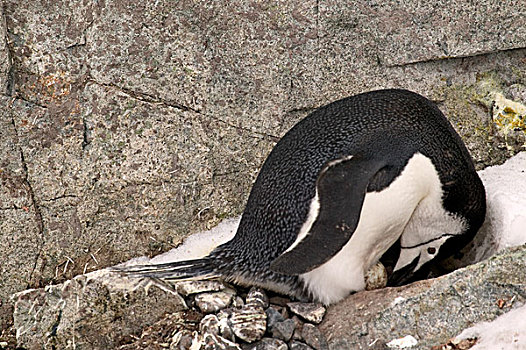 帽带企鹅,生物群,转,蛋,巢,半月,湾,南极