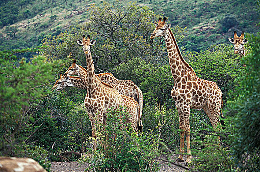 长颈鹿,群,站立,肯尼亚