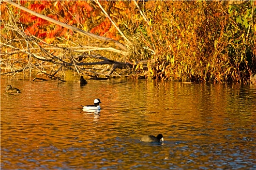 鸭子,游泳,秋色