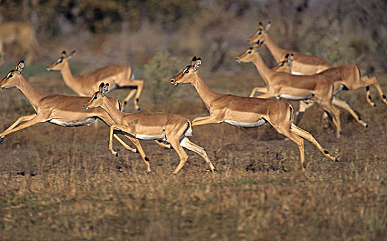 牧群,食肉动物,克鲁格国家公园,南非