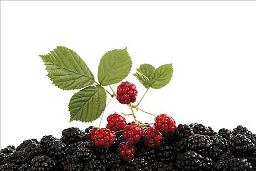 不熟,黑莓,悬钩子属植物,叶子,成熟