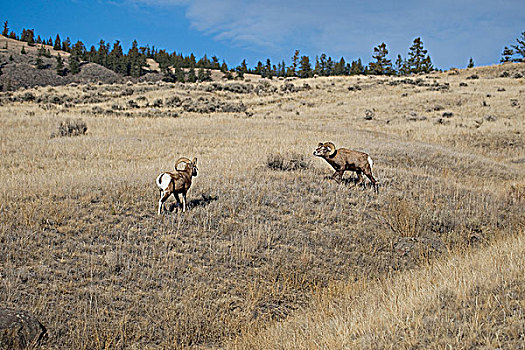 雄性,加利福尼亚,大角羊,争执,支配,高原,不列颠哥伦比亚省,加拿大