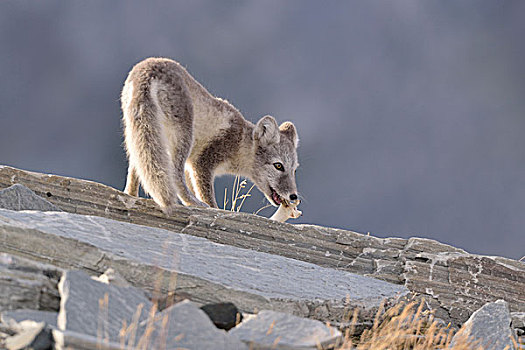 北极狐,狐属,幼兽,玩,骨头,国家公园,挪威,欧洲