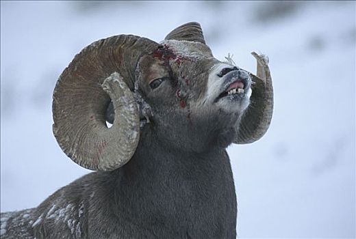 大角羊,破损,犄角,出血,受伤,竞争,雌性,落基山脉,北美