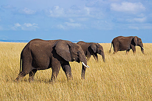 非洲象,热带草原,马赛马拉国家保护区,肯尼亚,非洲