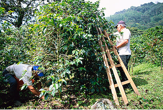 人,工作,咖啡种植园,巴拿马