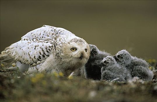 雪鹄,雪鸮,母兽,巢,三个,小猫头鹰,阿拉斯加