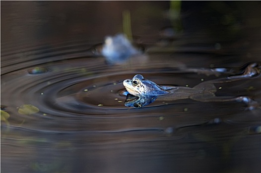 漂浮,荒野,青蛙