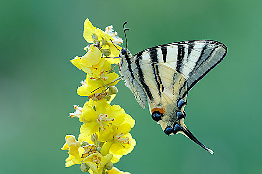 凤蝶,保加利亚,欧洲