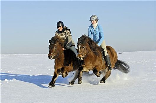 两个,年轻,骑手,驰骋,冰岛马,寒冷,晴朗,冬天,白天