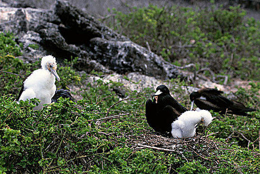 厄瓜多尔,加拉帕戈斯群岛,赫诺韦萨岛,塔,岛屿,雄性,巢穴,幼禽