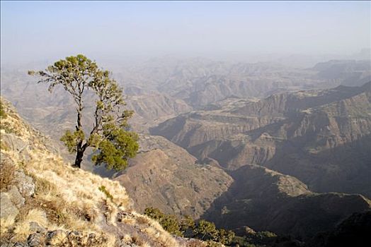 孤树,峡谷,风景,山峦,国家公园,埃塞俄比亚