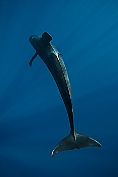 大吻巨头鲸,短肢领航鲸,太平洋,海岸,下加利福尼亚州,墨西哥