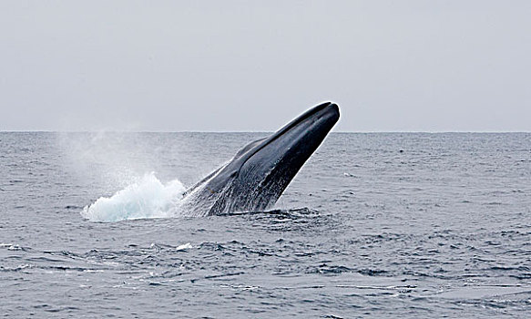 蓝鲸,英里,圣地亚哥,加利福尼亚