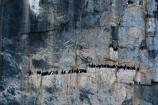 海雀,厚嘴海鸦,一起,沿岸,悬崖,石台,斯匹次卑尔根岛,斯瓦尔巴特群岛,挪威
