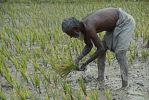 农民,种植,排,稻田,达卡,二月,2008年