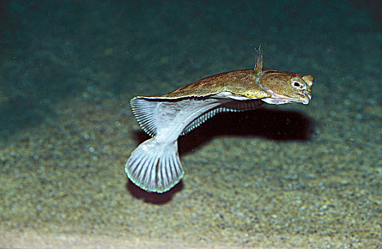 大菱鲆,成年,游动
