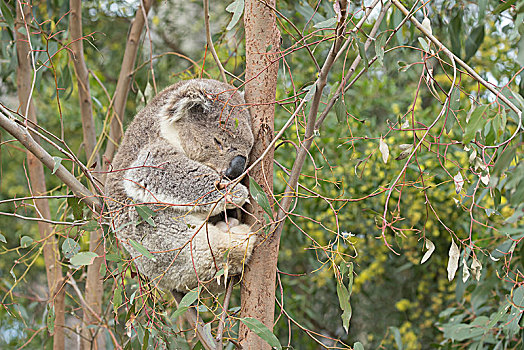 树袋熊,成年,动物,睡觉,桉树,维多利亚,澳大利亚,大洋洲