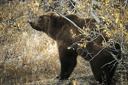 大灰熊,棕熊,德纳里峰国家公园,阿拉斯加,北美