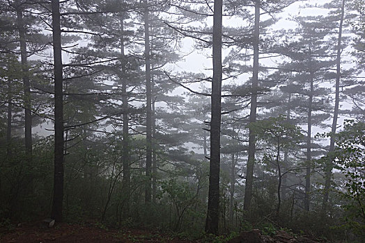 雾中的松林