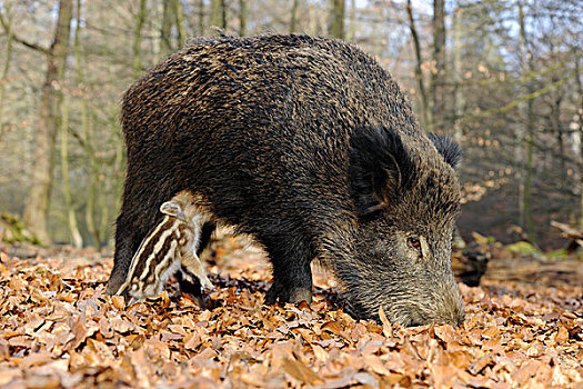 野猪,母猪,吸吮,小猪,围挡,北莱茵-威斯特伐利亚,德国,欧洲