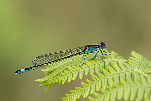 蓝色,尾巴,蜻蛉,长叶异痣蟌,蕨,南威尔士,英国,欧洲