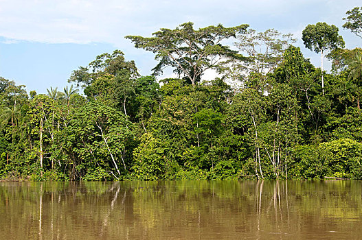 画廊,树林,堤岸,河,国家公园,亚马逊盆地,厄瓜多尔,南美
