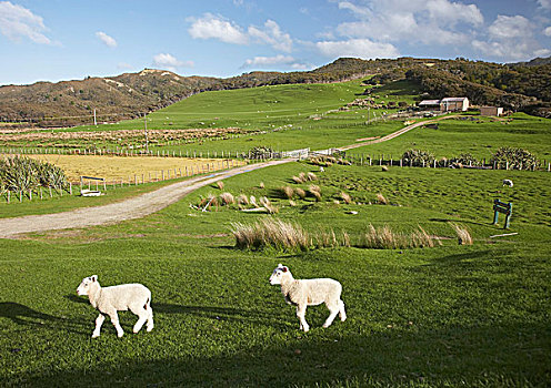 羊羔,农田,靠近,海滩,纳尔逊,区域,南岛,新西兰